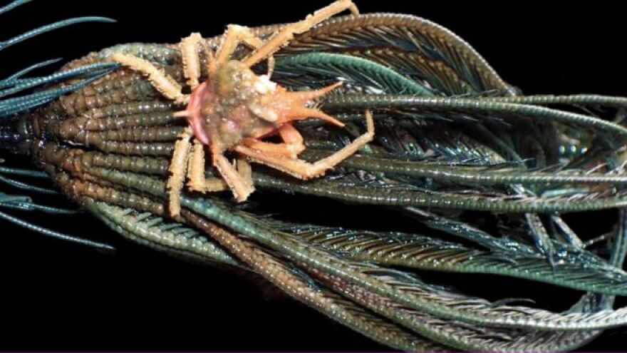 Φωτογραφίες: Πλάσματα από «άλλον πλανήτη» σε ανεξερεύνητους βυθούς