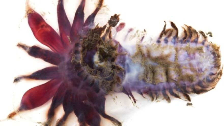 Φωτογραφίες: Πλάσματα από «άλλον πλανήτη» σε ανεξερεύνητους βυθούς