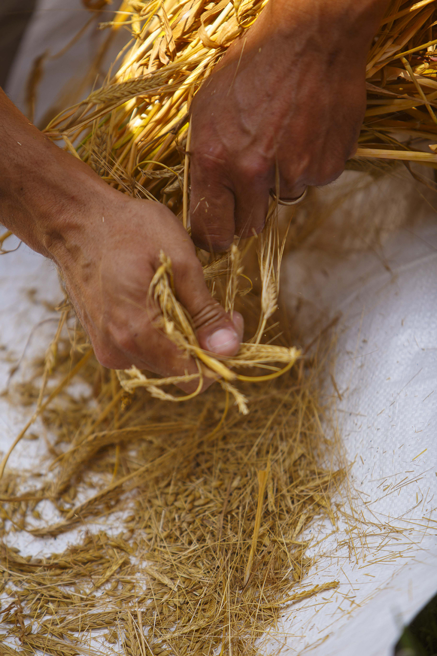 Η Αθηναϊκή Ζυθοποιία γιορτάζει τα 10 χρόνια του Προγράμματος Συμβολαιακής Καλλιέργειας Κριθαριού