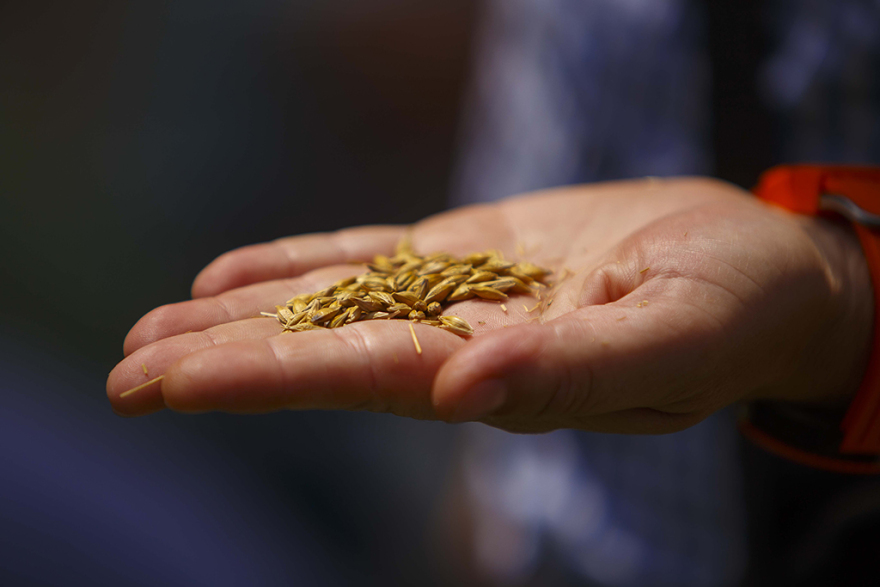 Η Αθηναϊκή Ζυθοποιία γιορτάζει τα 10 χρόνια του Προγράμματος Συμβολαιακής Καλλιέργειας Κριθαριού