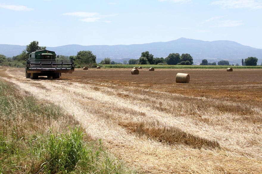 Η Αθηναϊκή Ζυθοποιία γιορτάζει τα 10 χρόνια του Προγράμματος Συμβολαιακής Καλλιέργειας Κριθαριού