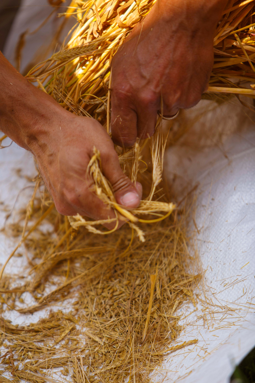  Η Αθηναϊκή Ζυθοποιία γιορτάζει τα 10 χρόνια του Προγράμματος Συμβολαιακής Καλλιέργειας Κριθαριού