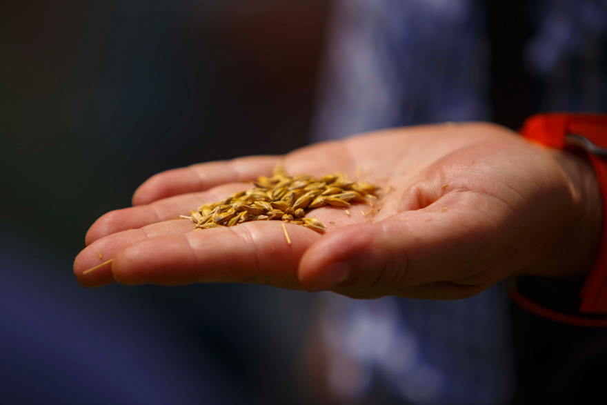  Η Αθηναϊκή Ζυθοποιία γιορτάζει τα 10 χρόνια του Προγράμματος Συμβολαιακής Καλλιέργειας Κριθαριού