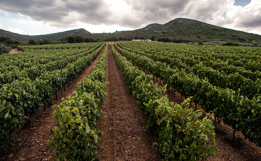 Το σαλιγκαράκι που έγινε σαλίγκαρος