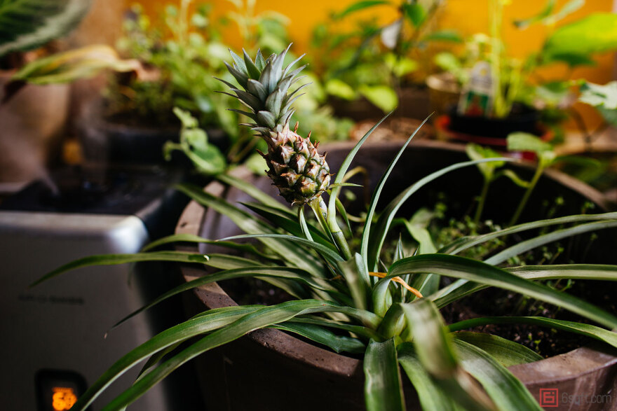 Βίντεο: Tο μοντέλο που zει σε διαμέρισμα της Νέας Υόρκης με 500 φυτά 