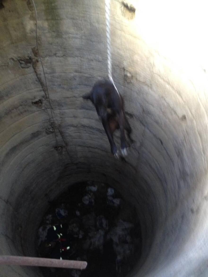 Κρήτη: Σκυλί είχε πέσει σε… πηγάδι – Το έσωσε η πυροσβεστική