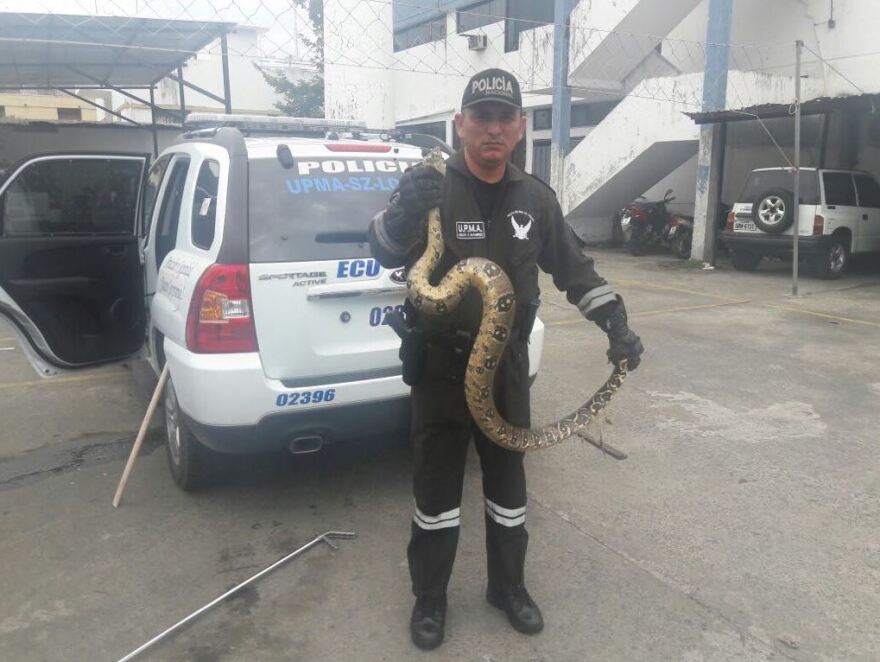 Παγκόσμια επιχείρηση της Interpol: Κατασχέθηκαν πύθωνες, κροκόδειλοι και χιλιάδες εξωτικά πουλιά