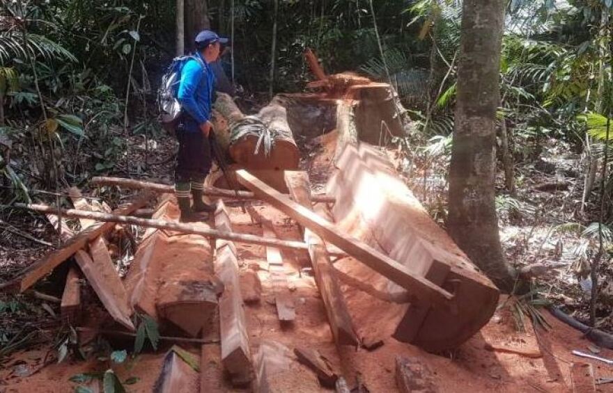 Παγκόσμια επιχείρηση της Interpol: Κατασχέθηκαν πύθωνες, κροκόδειλοι και χιλιάδες εξωτικά πουλιά