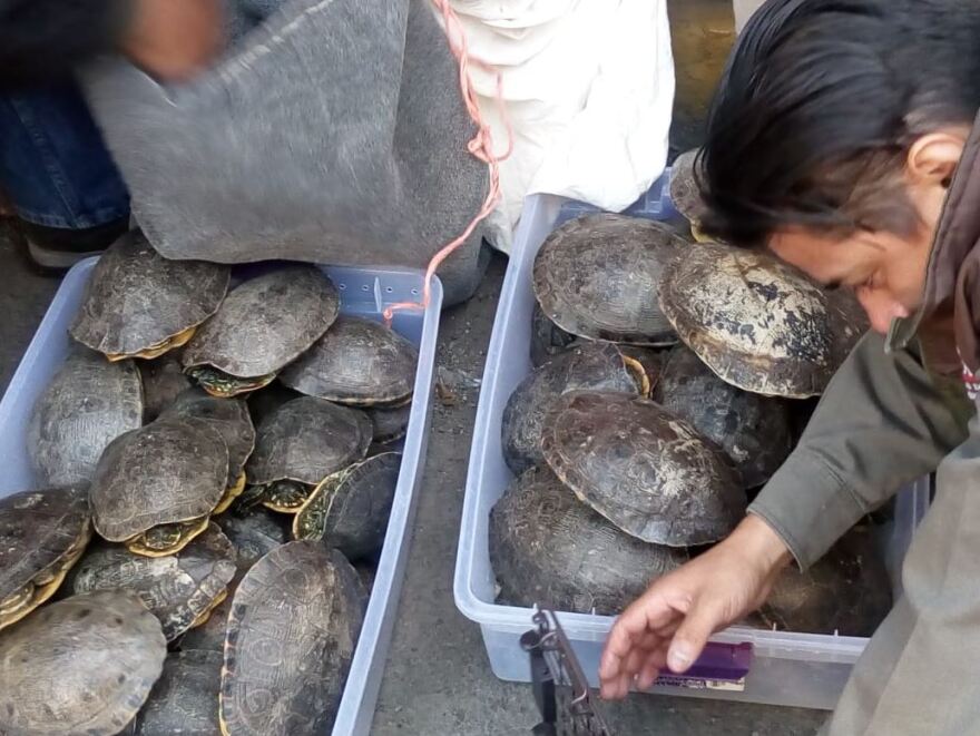 Παγκόσμια επιχείρηση της Interpol: Κατασχέθηκαν πύθωνες, κροκόδειλοι και χιλιάδες εξωτικά πουλιά