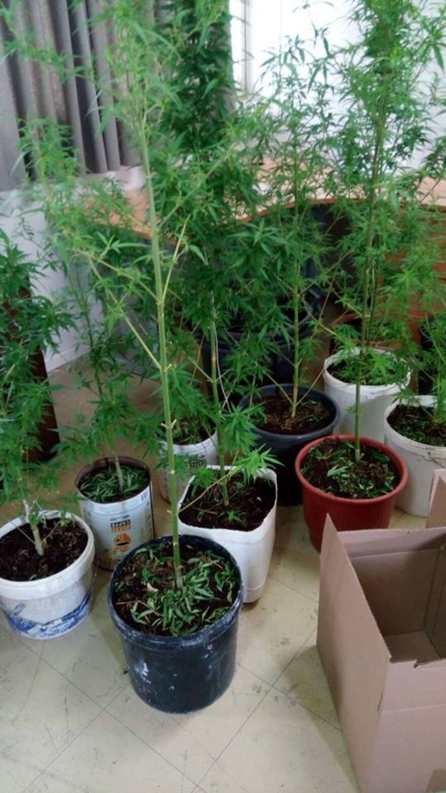 Αιγάλεω: Δύο εργαστήρια καλλιέργειας κάνναβης «ξετρύπωσε» η ΕΛΑΣ