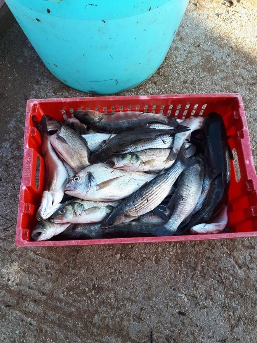 Το χαβιάρι της Κέρκυρας: Ένα από τα εκλεκτότερα ελληνικά ντελικατέσεν προϊόντα στον κόσμο