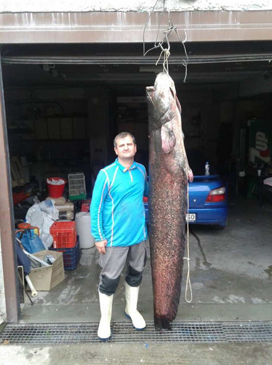 Ψαράς από το Βελβεντό έβγαλε ψάρι 84 κιλών!