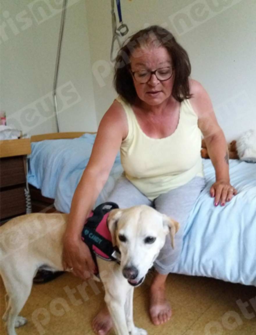 Πρώην αδέσποτο στον Πύργο έγινε σκύλος θεραπείας στην Ελβετία