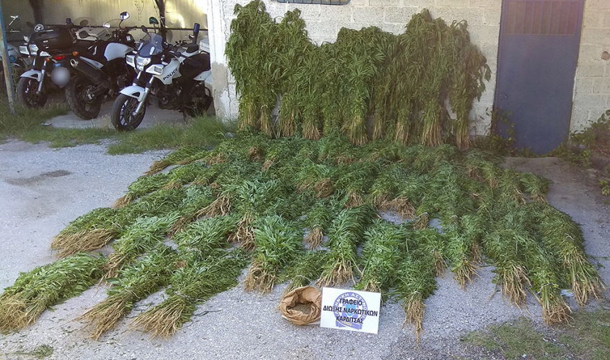 Θα... ντουμάνιαζε η Καρδίτσα: Βρήκαν μία από τις μεγαλύτερες χασισοφυτείες με 10.500 δενδρύλλια!