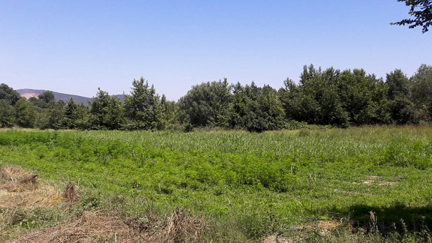 Θα... ντουμάνιαζε η Καρδίτσα: Βρήκαν μία από τις μεγαλύτερες χασισοφυτείες με 10.500 δενδρύλλια!