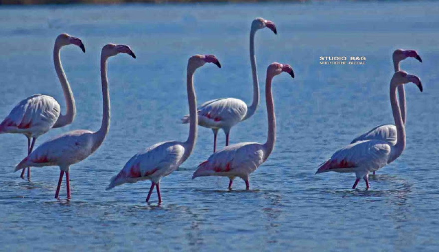 Σμήνος από πανέμορφα ροζ φλαμίνγκο έκανε... «απόβαση» στο Ναύπλιο