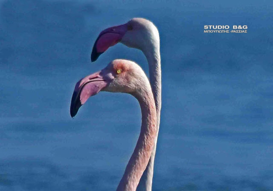 Σμήνος από πανέμορφα ροζ φλαμίνγκο έκανε... «απόβαση» στο Ναύπλιο