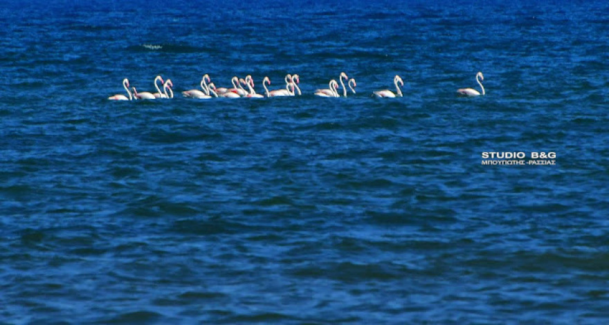 Σμήνος από πανέμορφα ροζ φλαμίνγκο έκανε... «απόβαση» στο Ναύπλιο