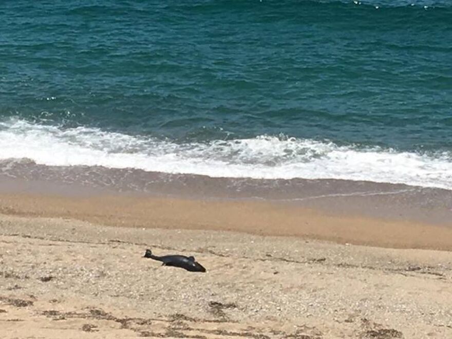 Φωτογραφία: Νεκρό δελφίνι ξεβράστηκε σε παραλία της Πρέβεζας
