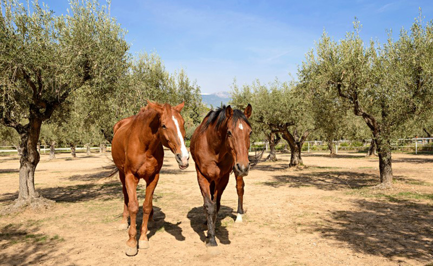 Οι αμπελώνες της Βασίλισσας Αμαλίας
