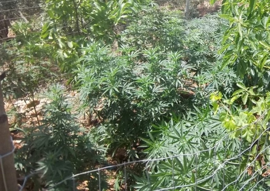 Κρήτη: Ελικόπτερο της ΕΛ.ΑΣ. εντόπισε τρεις νέες χασισοφυτείες