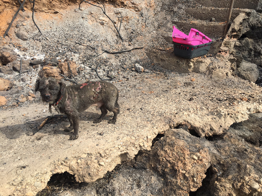 Μαρτυρίες που συγκλονίζουν: Ακούσαμε τις κραυγές του παιδιού που πήδηξε στον γκρεμό