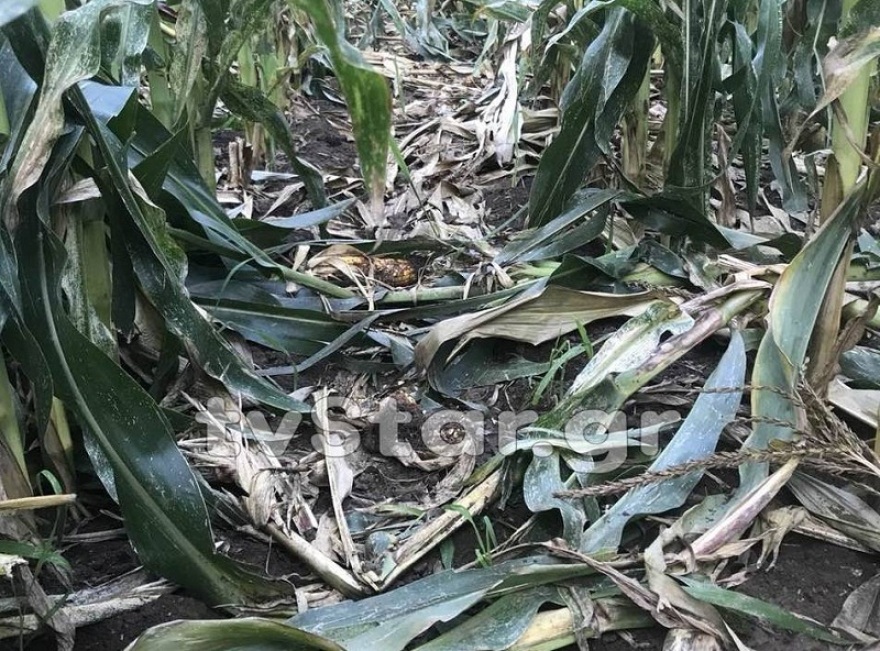 Φθιώτιδα: SOS από τους αγρότες για τα αγριογούρουνα