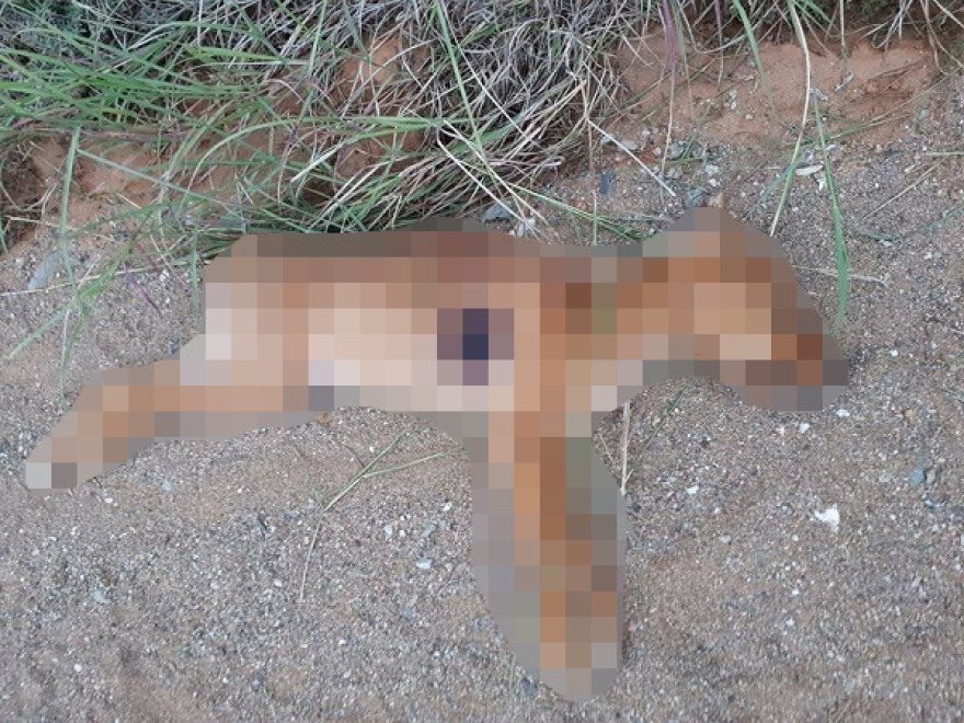 Φρίκη στην Τούμπα: Σκότωσαν κουτάβι με πυροβόλο όπλο!