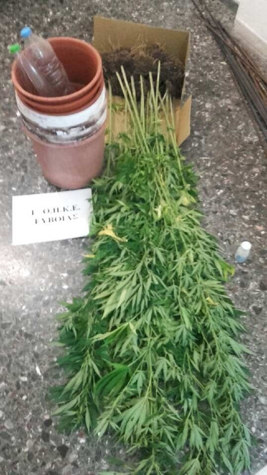 Εύβοια: «Ορφανή» χασισοφυτεία εντοπίστηκε στην Ιστιαία