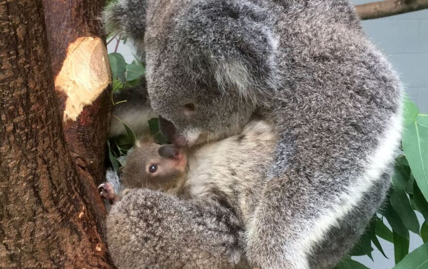 Βίντεο και φωτό: Η πρώτη δημόσια εμφάνιση μωρού κοάλα σε ζωολογικό κήπο