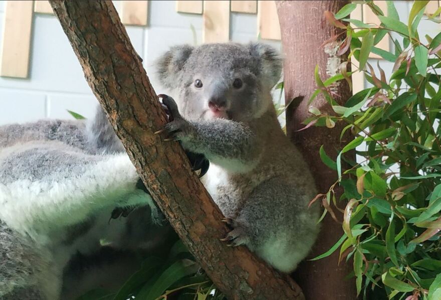 Βίντεο και φωτό: Η πρώτη δημόσια εμφάνιση μωρού κοάλα σε ζωολογικό κήπο