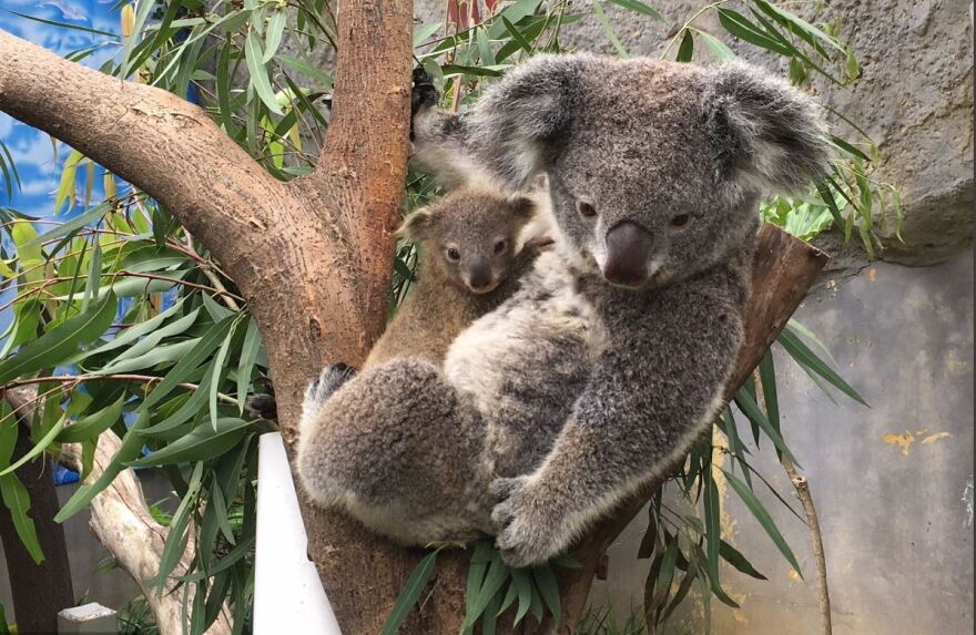 Βίντεο και φωτό: Η πρώτη δημόσια εμφάνιση μωρού κοάλα σε ζωολογικό κήπο