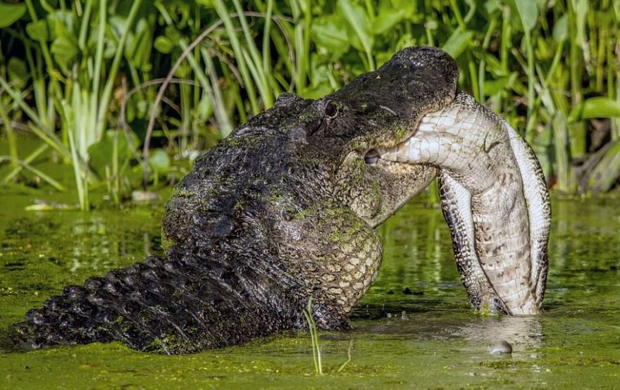 Συγκλονιστικές φωτογραφίες: Τεράστιος αλιγάτορας-κανίβαλος τρώει έναν μικρότερό του