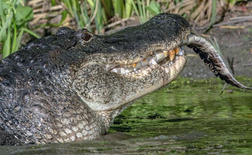 Συγκλονιστικές φωτογραφίες: Τεράστιος αλιγάτορας-κανίβαλος τρώει έναν μικρότερό του