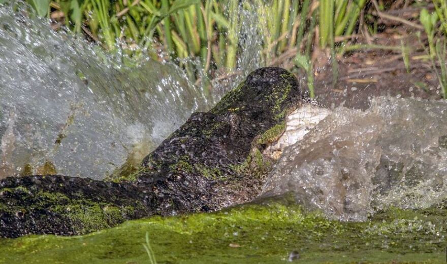 Συγκλονιστικές φωτογραφίες: Τεράστιος αλιγάτορας-κανίβαλος τρώει έναν μικρότερό του