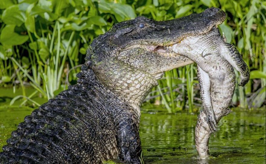 Συγκλονιστικές φωτογραφίες: Τεράστιος αλιγάτορας-κανίβαλος τρώει έναν μικρότερό του