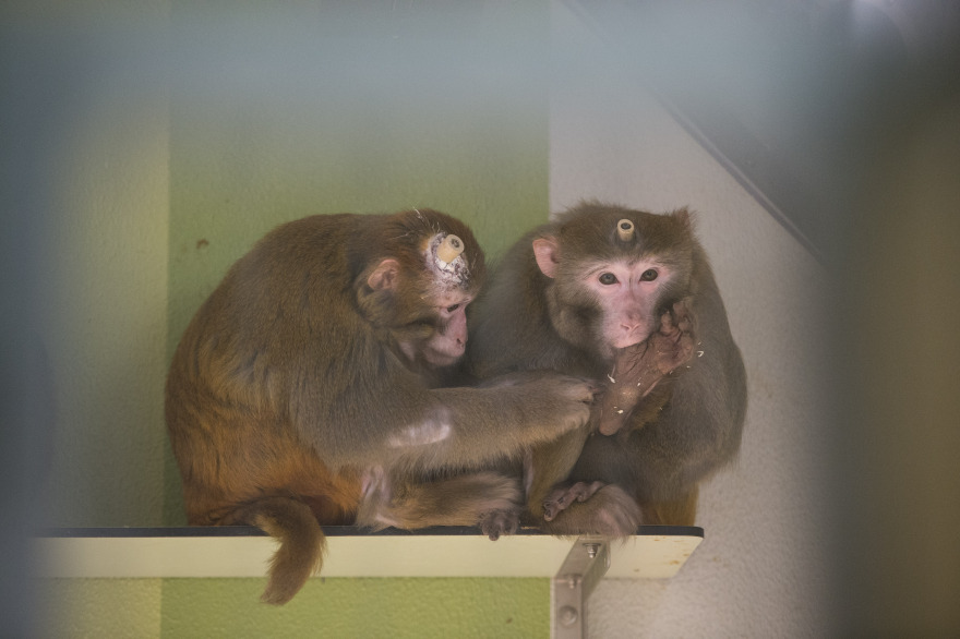 Νίκος Λογοθέτης: Από τους Πελόμα Μποκιού στο Max Planck