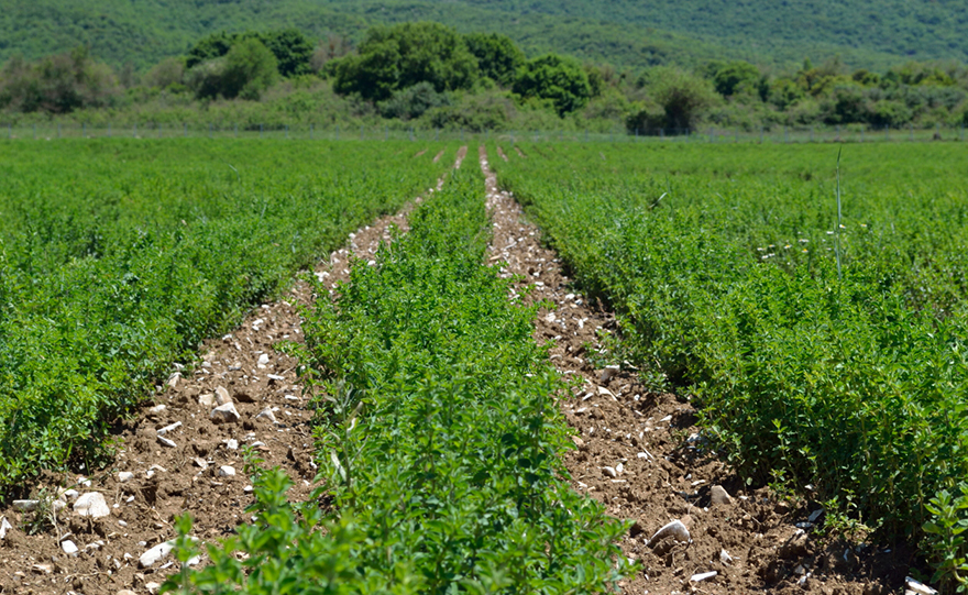 Τσάι και ρίγανη από το Ζαγόρι