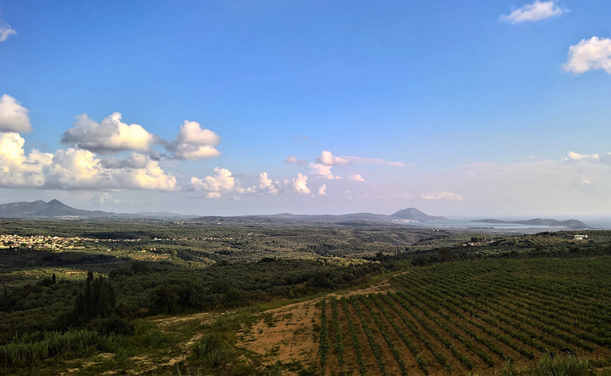 Από τους αμπελώνες του Πύργου Τριφυλίας και σε όλο τον κόσμο