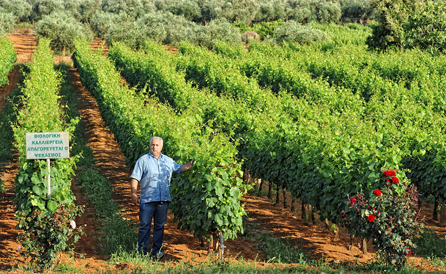 Από τους αμπελώνες του Πύργου Τριφυλίας και σε όλο τον κόσμο