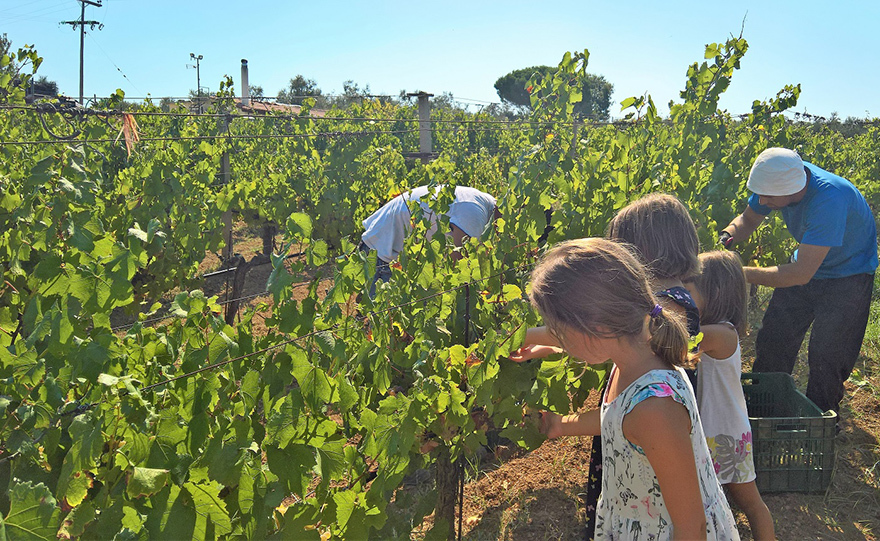Από τους αμπελώνες του Πύργου Τριφυλίας και σε όλο τον κόσμο