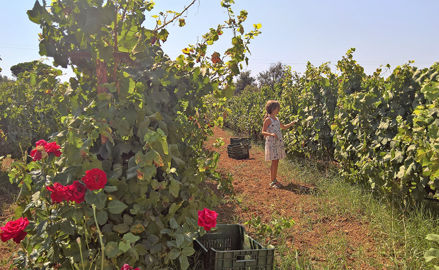 Από τους αμπελώνες του Πύργου Τριφυλίας και σε όλο τον κόσμο