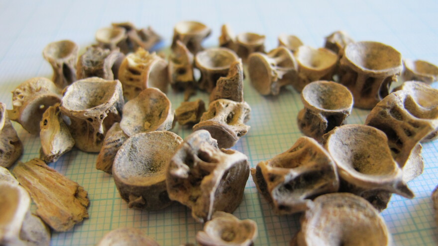 Καλοφαγάδες οι αρχαίοι Ελληνες, με προτίμηση στα μπαρμπούνια και τα χέλια!