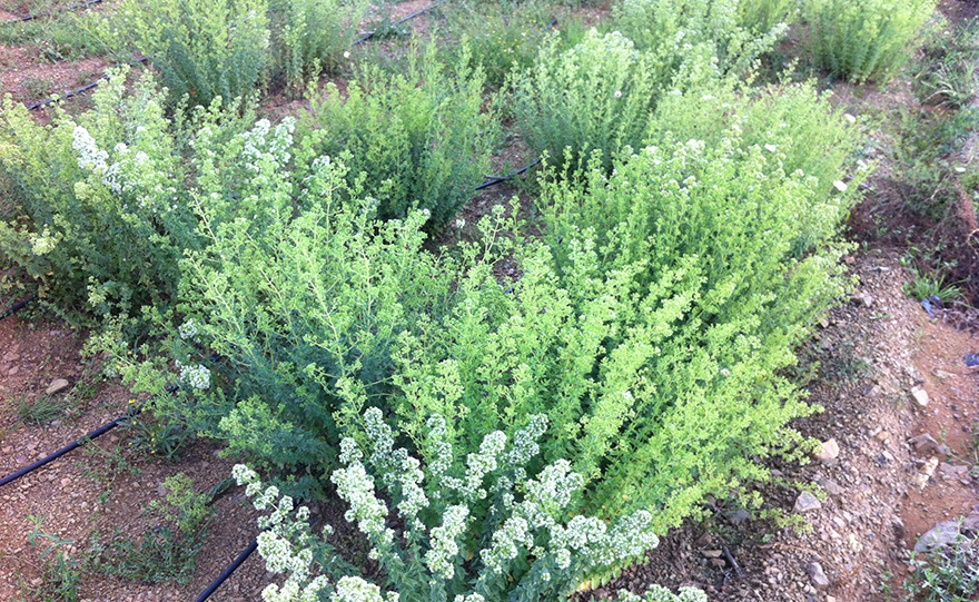 Ανθός ρίγανης «apogee» των Τζουμέρκων!