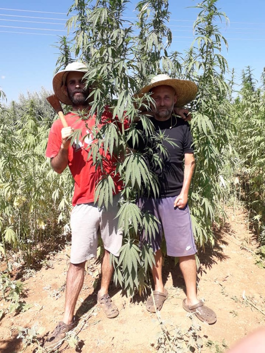 Γιορτή για τη συγκομιδή κάνναβης στο Ξυλόκαστρο 