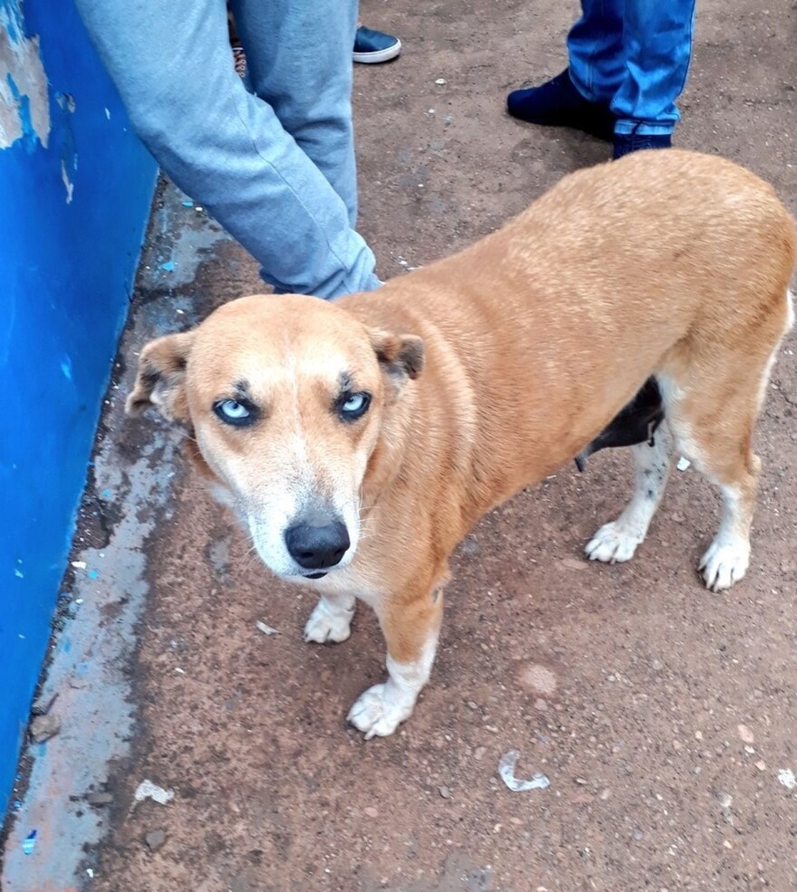 Ο πιο πιστός βοηθός προπονητή στην ιστορία του ποδοσφαίρου!