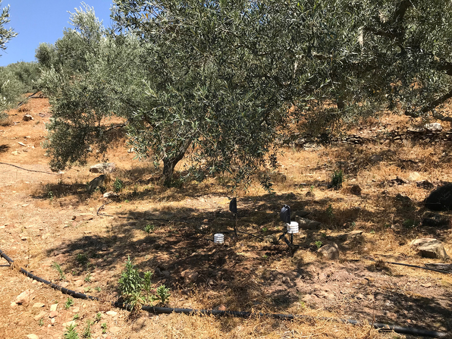 H Bosch χρησιμοποιεί αισθητήρες και στις ελαιοκαλλιέργειες