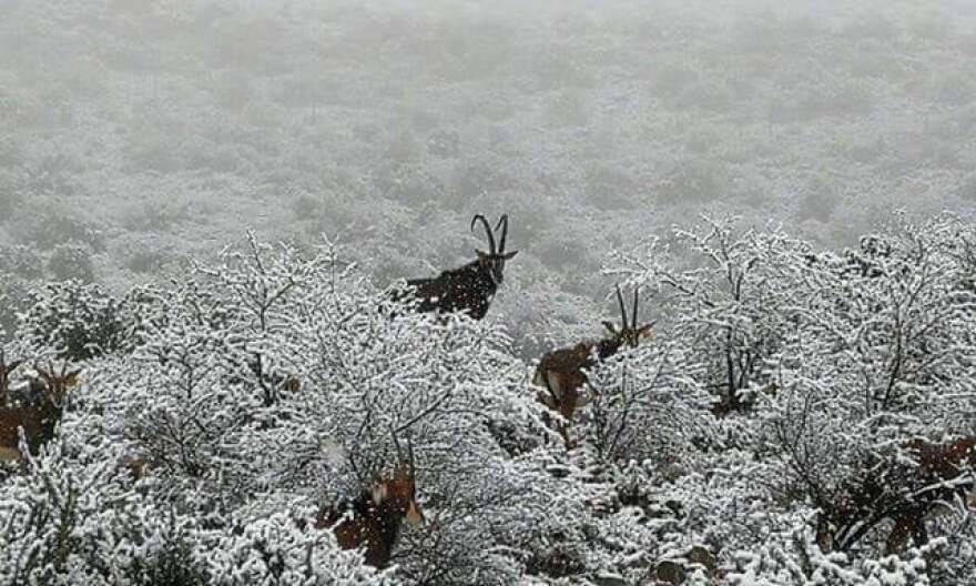 Στα «λευκά»... η Νότια Αφρική: Μοναδικές εικόνες με καμηλοπαρδάλεις, λιοντάρια και ελέφαντες στα χιόνια