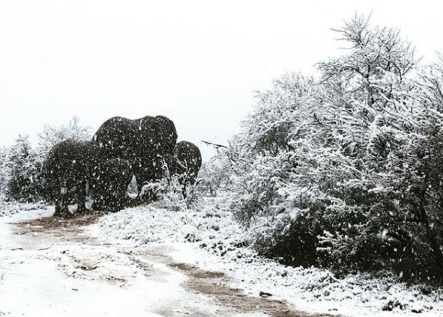 Στα «λευκά»... η Νότια Αφρική: Μοναδικές εικόνες με καμηλοπαρδάλεις, λιοντάρια και ελέφαντες στα χιόνια