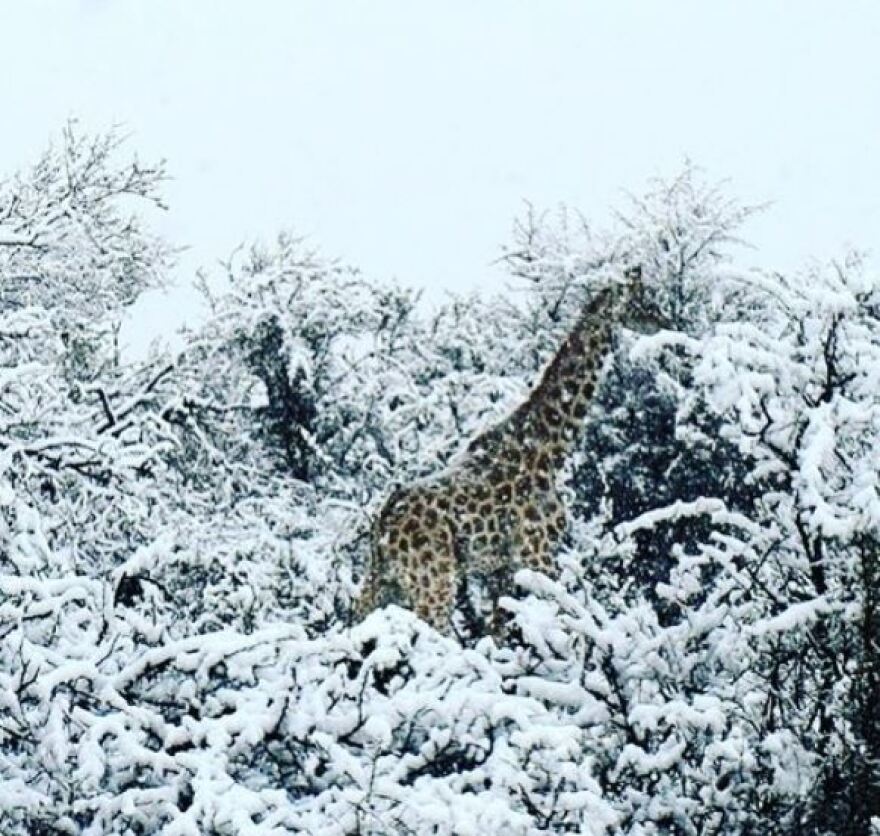 Στα «λευκά»... η Νότια Αφρική: Μοναδικές εικόνες με καμηλοπαρδάλεις, λιοντάρια και ελέφαντες στα χιόνια